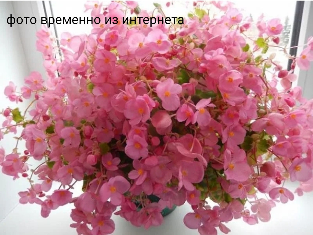 Gloire de Lorren Rose №321/ подрощенное растение
