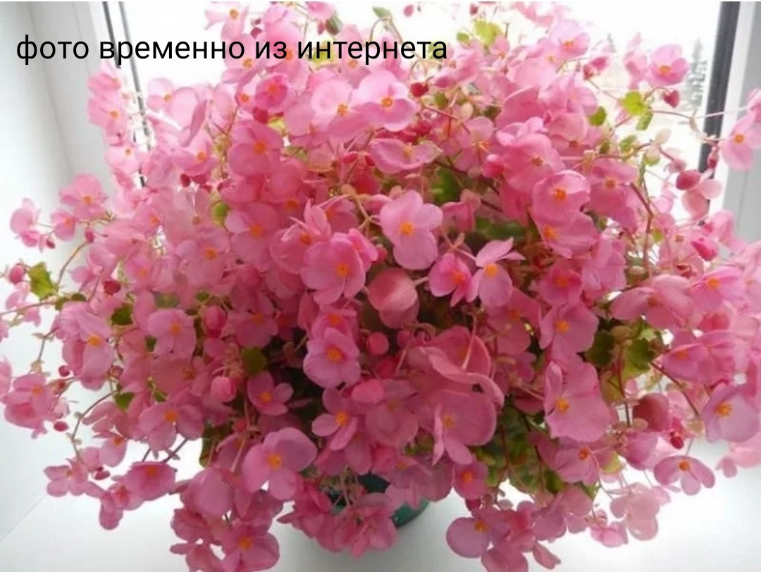 Gloire de Lorren Rose №321/ укор.черенок