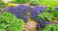 Шалфей дубравный Нью Демейшн сине-голубой (Salvia nemorosa New Demension) С2