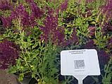 Шалфей дубравный С2 ( Salvia nemorosa), фото 2