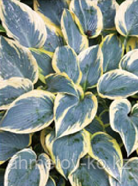 Хоста С2(горшок - 2 литра) (Hosta First Forst)