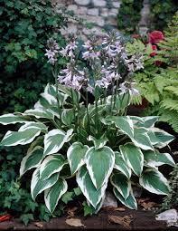 Хоста Антиох С2 (горшок - 2 литра) (Hosta Antioch) - фото 1 - id-p106082635