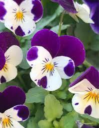 Фиалка рогатая (Viola cornuta) микс С2 - фото 2 - id-p106082642