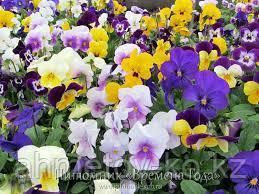 Фиалка рогатая (Viola cornuta) микс С2