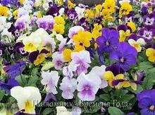 Фиалка рогатая (Viola cornuta) микс С2