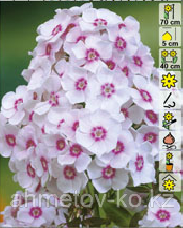 Флокс метельчатый Европа (Phlox paniculata Europa) С2(горшок - 2 литра), фото 1