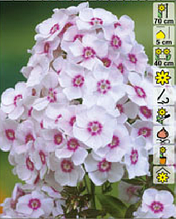 Флокс С2(горшок - 2 литра) (Phlox) Europa