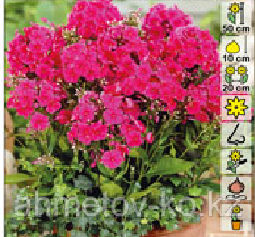 Флокс метельчатый красный(Phlox Miss Mary Red) С2 (горшок - 2 литра)