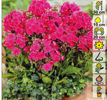 Флокс (Phlox) Miss Mary Red С2(горшок - 2 литра)