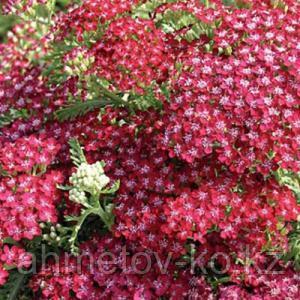 Тысячелистник красный (Achillea Mill Cherry Queen Red ) С1,5