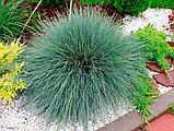 Овсянница сизая (Festuca glauca Blaue Auslese) голубая С2, фото 3