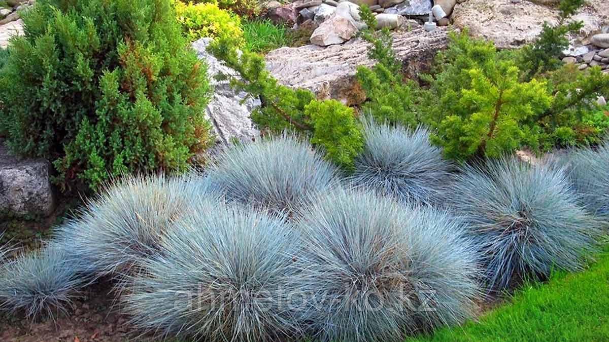 Овсянница сизая (Festuca glauca Blaue Auslese) голубая С2