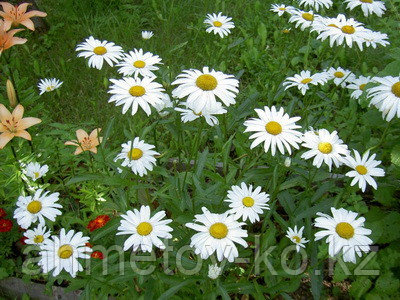 Нивяник С1,5 ( ромашка луговая) (Leucanthemum).