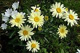 Нивяник наибольший  АЛЯСКА ( ромашка луговая) (Leucanthemum maximum `Alaska`)  С2,5, фото 2