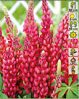 Люпин многолистный красный (Lupinus Gallery Red Shades) С2