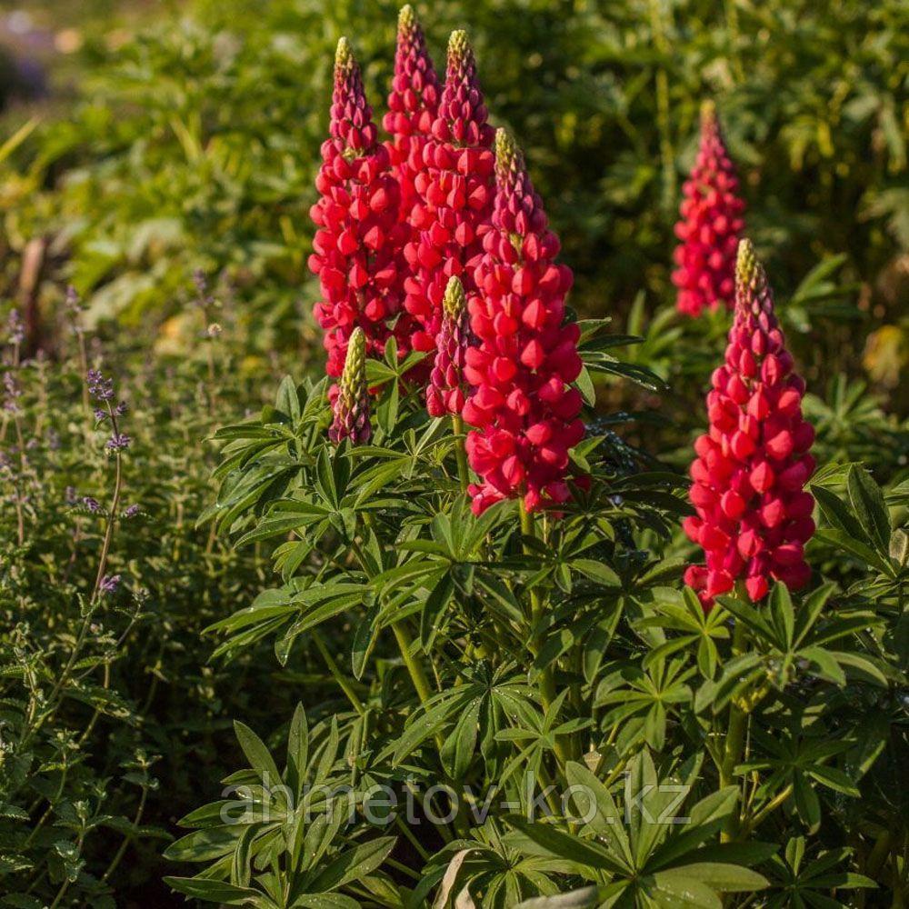 Люпин многолистный красный (Lupinus Gallery Red Shades) С2 - фото 2 - id-p106083034