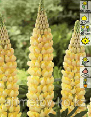 Люпин С2 многолистный жёлтый (Lupinus Gallery Yellow Shades)