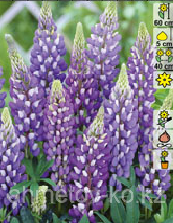 Люпин С2 многолистный голубой (Lupinus Blue Shades)