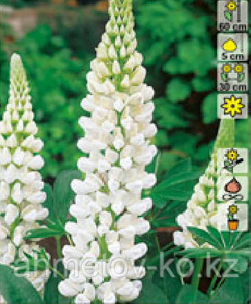 Люпин С2 многолистный белый (Lupinus White Shades)