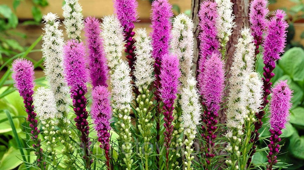 Лиатрис колосковый (Liatris Gallery Epicata Florisian) С2