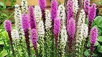 Лиатрис колосковый (Liatris Gallery Epicata Florisian) С2