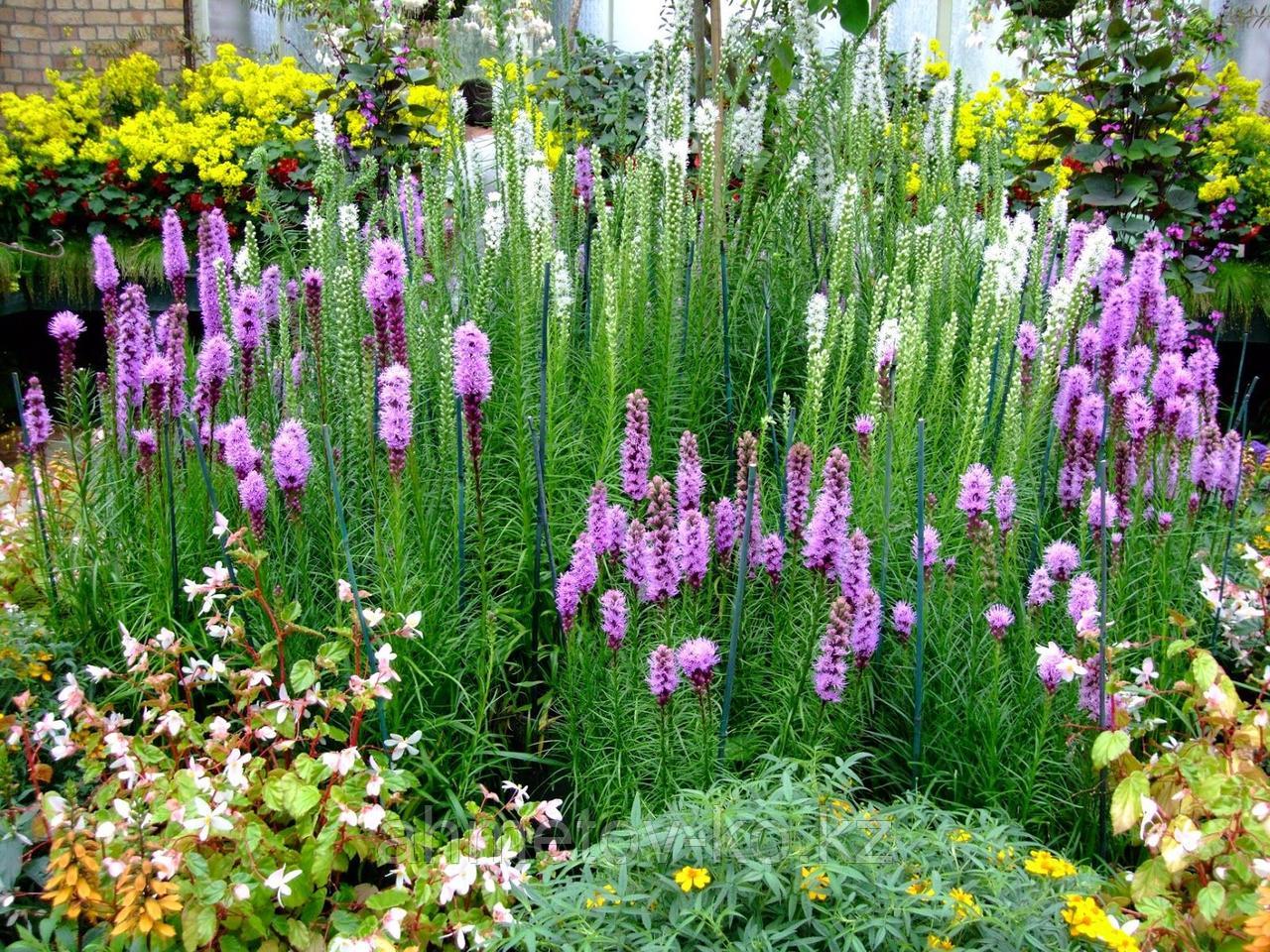 Лиатрис колосковый белый и сине-фиолетовый С2 ( Liatris Epicata Florisian) - фото 2 - id-p106083062