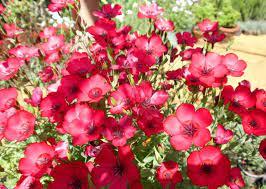 Лен декоративный (Linum Red/Rosa lachs) красно-розовый С2