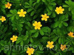 Лапчатка травянистая гибридная (Potentilla hybrida) жёлтая С2