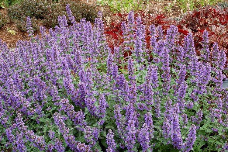 Котовник Фассена голубой (Nepeta*faassenii Bleu Clair Light Blue) С2