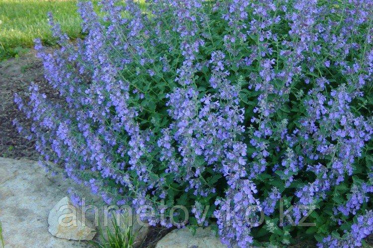 Котовник Фассена голубой (Nepeta*faassenii) С2