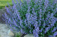 Котовник Фассена голубой (Nepeta*faassenii Light Blue) С2