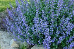 Котовник Фассена голубой (Nepeta*faassenii) С2