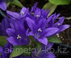 Колокольчик скученный (Campanula glomerata) голубой С2