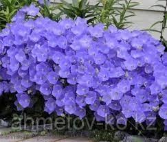 Колокольчик скученный(Campanula glomerata Wihte) белыйС2