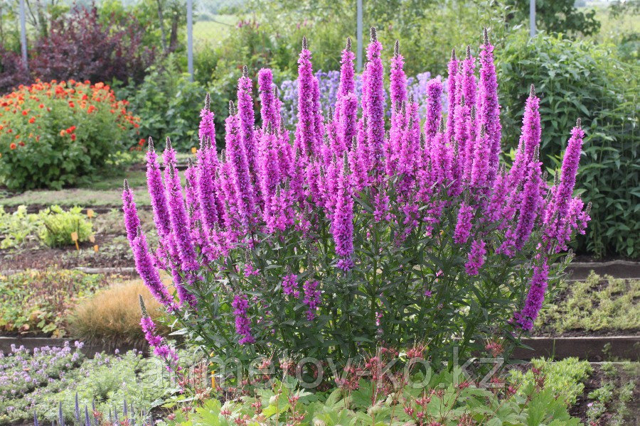 Дербенник иволистный розовый (Lythrum Salicaria Rose) С2