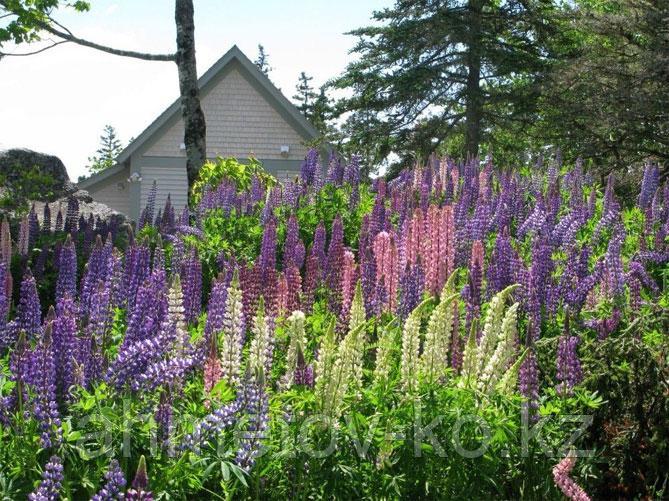 Дельфиниум Фэнтэзи белый (Delphinium Fantasy White) С2