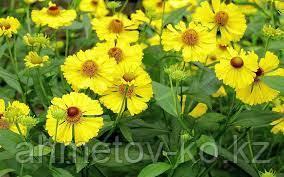 Гелениум желтый (Helenium hybrida Zimbelstern bigelovii Tip Top) С2