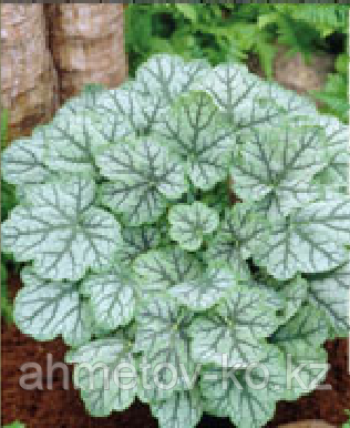 Гейхера С2 зелёная (Heuchera Venus) green