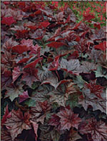 Гейхера (Heuchera Micranta Palace Purple) красная С2