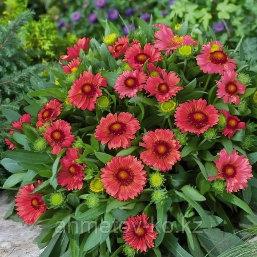 Гайлардия Аризона красная (Gailardia Grandiflora Arizona) С2