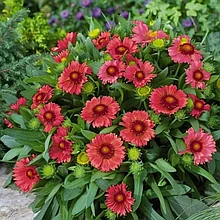 Гайлардия Аризона красная (Gailardia Grandiflora Arizona) С2