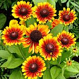 Гайлардия остистая Биколор (Gailardia grandiflora Bicolor) С2, фото 2