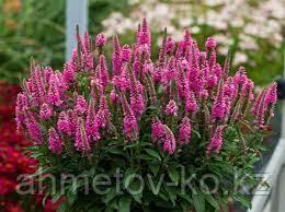 Вероника колосковая розовая (Veronica Spicata Rose Zwerg) С2
