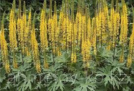 Бузульник пржевальского (Ligularia przewalski) жёлтый С2
