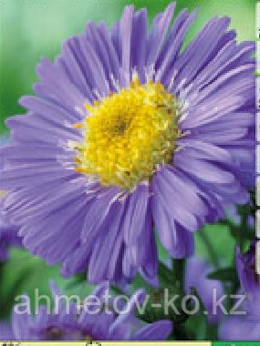 Астра Новобельгийская С2 голубая (Aster Novi-Belgii blue) - фото 1 - id-p106083167