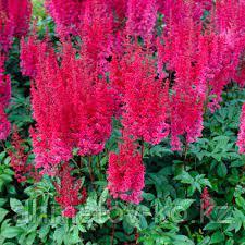 Астильба японская (Astilbe Paul Gaarder rose) розовый С2