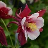 Аквилегия водосбор красный с белым (Aquilegia swan) С2, фото 3
