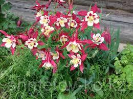 Аквилегия водосбор (Aquilegia swan) красный с белым С2