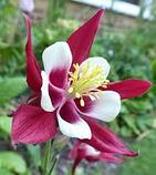 Аквилегия водосбор красный с белым (Aquilegia swan) С2, фото 5