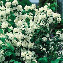 Чубушник (жасмин) С5 (горшок - 5 литров) 80-100 см венечный ( Philadelphus coronarius )
